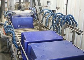 Blue crates upside on a conveyor being dried by air dryers -- NHS example